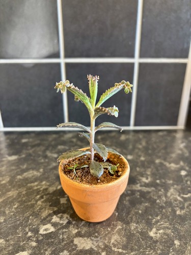 Pink butterfly plant grown - butterfly,