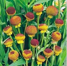 10 HELENIUM PUB. 'AUTUMN LOLLIPOP' MEDIUM PLUG PLANTS - Hardy Perennial