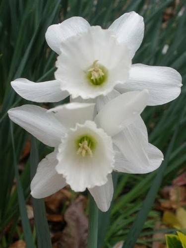 Miniature white daffodils - 12,