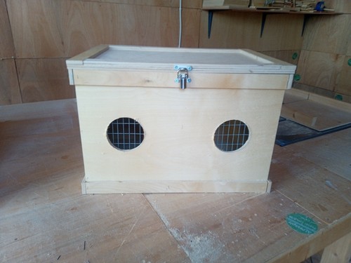 Twin rabbit guinea pig show - pig,