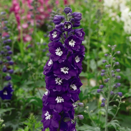 Delphinium plants dark - plants,
