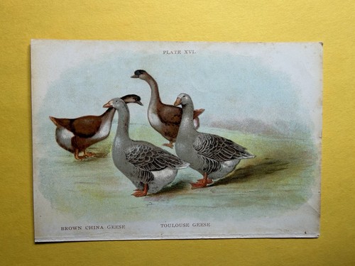 Antique print 1906 biggle - antique,