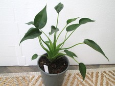 Pretty very healthy Alocasia Tiny Dancer House Plant in a 12 cms pot