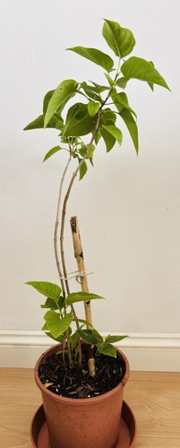 Syringa vulgaris common - syringa,