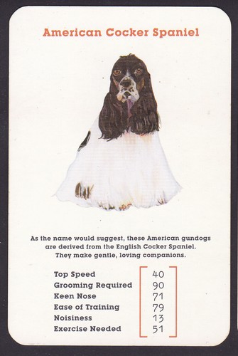 American cocker spaniel dog - american,
