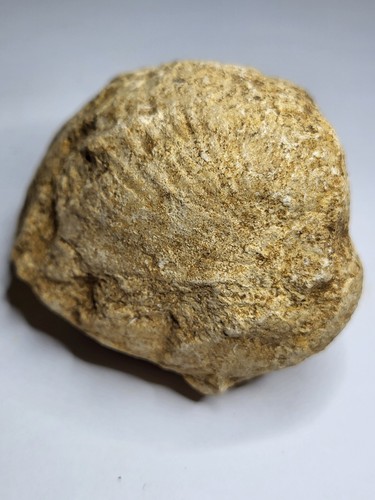 Unusual marine invertebrate - marine,