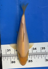 8 inches MUJI KOI_ LIVE KOI