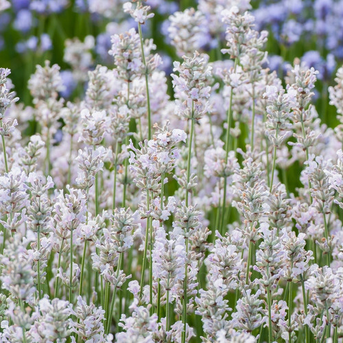 Lavender angustifolia rosea - lavender, 'rosea'