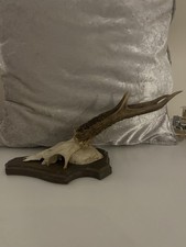 Roe Buck Deer Skull Antlers