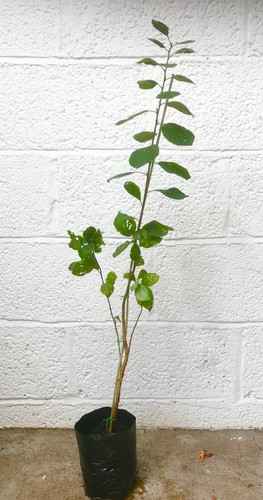 Plum tree merryweather - tree, (merryweather