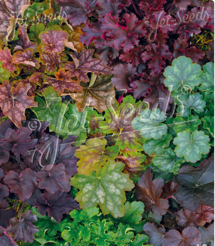 Heuchera new hybrids mixed - hybrids,