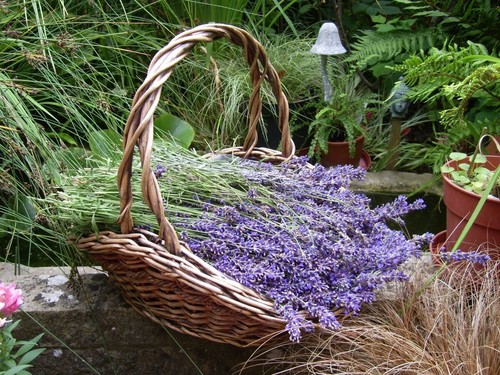 Big dried lavender bag - dried, 35+