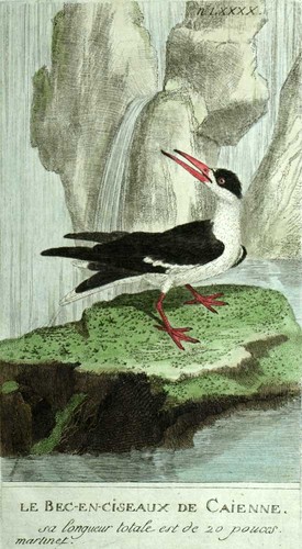 The beak scissors - beak, in