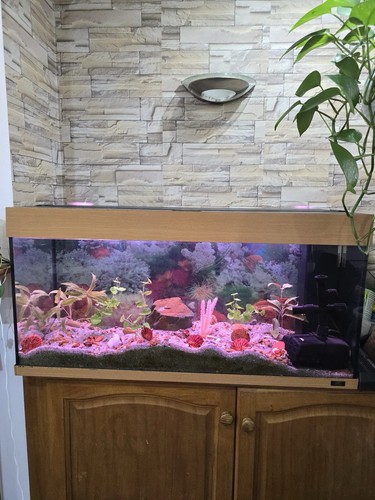Juwel fish tank - fish,