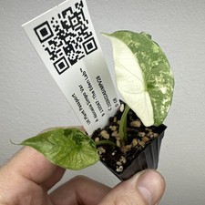 Alocasia Simpo variegata -