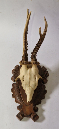 Trophy roebuck real european - real,
