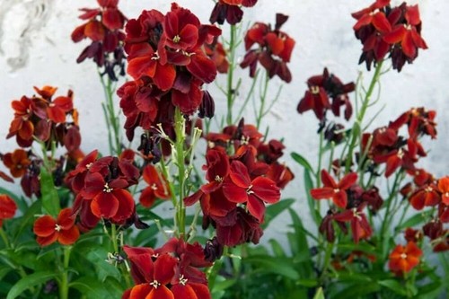 100 erysimum cheiri vulcan - erysimum,