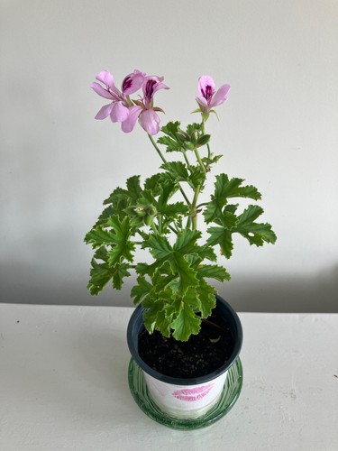 Copthorne pelargonium - 1,