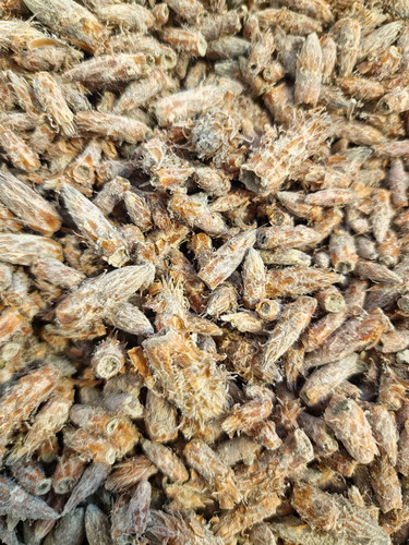 Pine buds tea - , (pinus