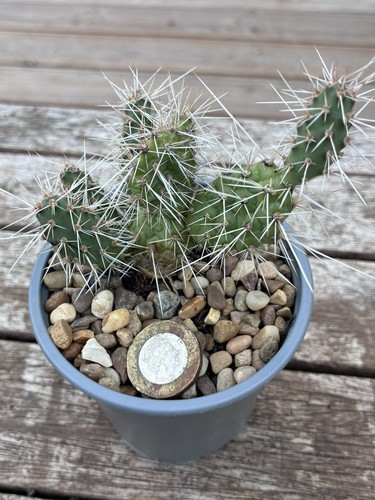 Opuntia corrugata multiple - opuntia,