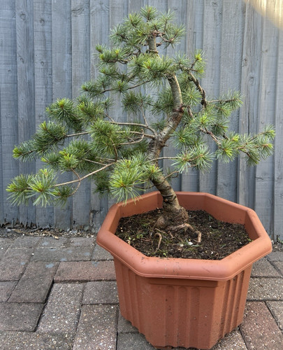 Japanese white pine bonsai - white,