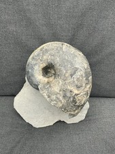 Rare jurassic nautilus - rare,