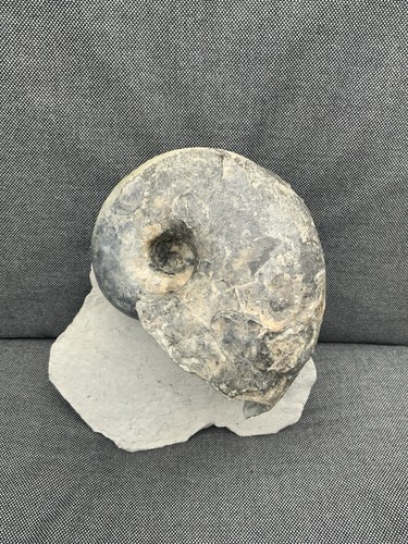 Rare jurassic nautilus - jurassic,
