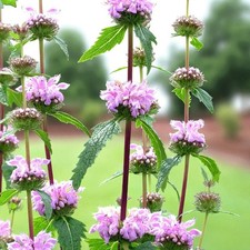 Phlomis tuberosa Amazone Bare