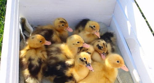Half dozen ancona duck - half,