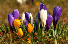 Large Flowering Crocus Mixed Spring Garden Autumn Planting Perennial Hardy BULBS