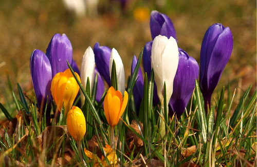 Large flowering crocus - flowering,