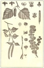 BIRCH. Spray; flowers; Twig; catkin; Fruit case; buds; branch; Dwarf 1907