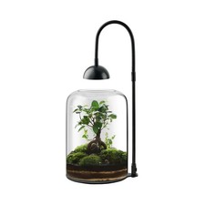 Glass Plant Terrarium with LED