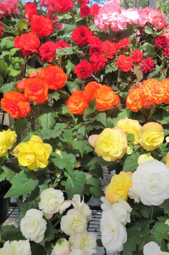 Begonia double mixed tubers - double,