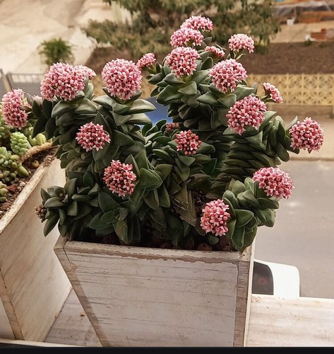 Crassula springtime well - crassula,