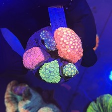 GONIOPORA GARDEN HARD CORAL