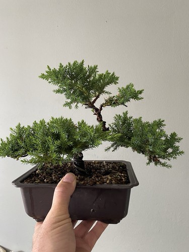 Juniper bonsai tree - juniper,