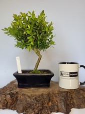 Shohin Bonsai Tree Ilex Crenata Japanese Holly | Informal Upright | Outdoor