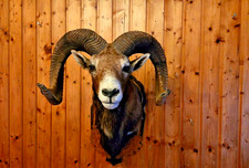 Taxidermy-VERY BIG -Ram-