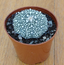 Astrophytum asterias