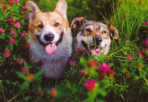 Welsh corgi pembroke friend - pembroke,