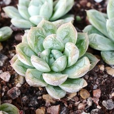 Echeveria Ice Princess 3cm Plant Tiny Farina Diamond Pattern Succulent