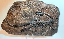 DINOSAUR SKELETON PLAQUE REPRODUCTION WITH DISPLAY PLASTIC STAND