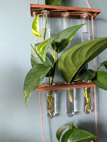Pothos potted - (epipremnum),