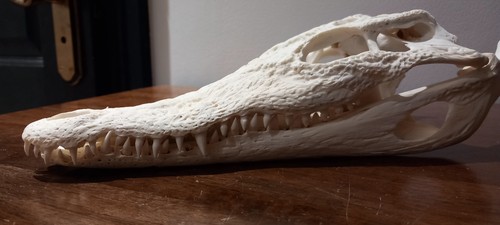 Genuine young crocodile - genuine,