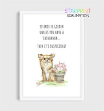 Chihuahua (Long Coat) Picture