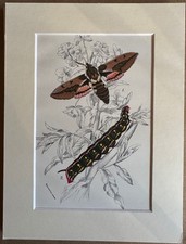 Elephant Hawk Moth Print Wyman