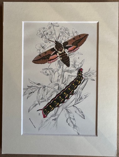 Elephant hawk moth print wyman - moth,