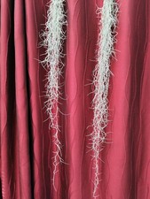 Spanish Moss Tillandsia