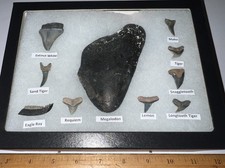 Megalodon era shark teeth - xl,